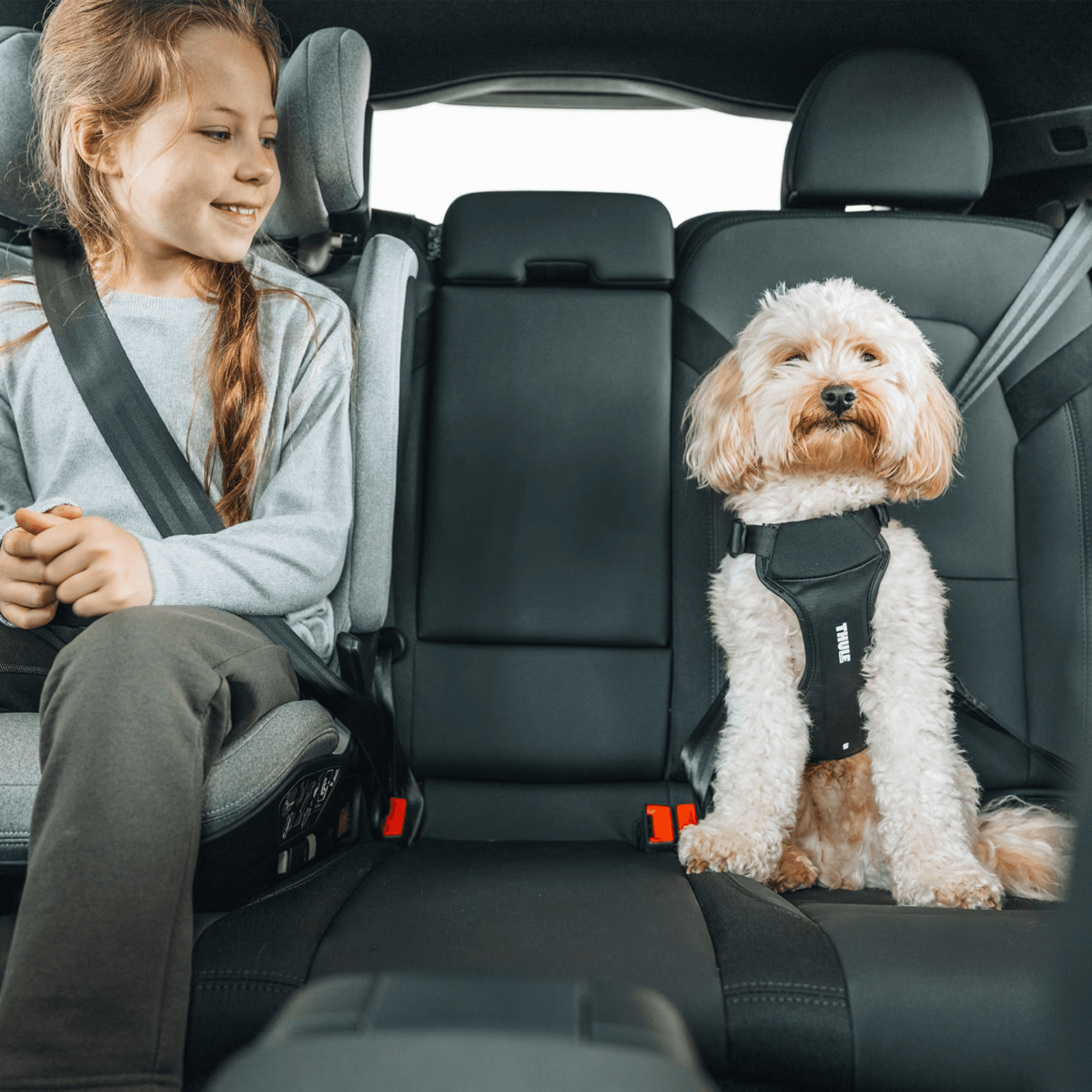 Thule Cappy – Bilsele til hund