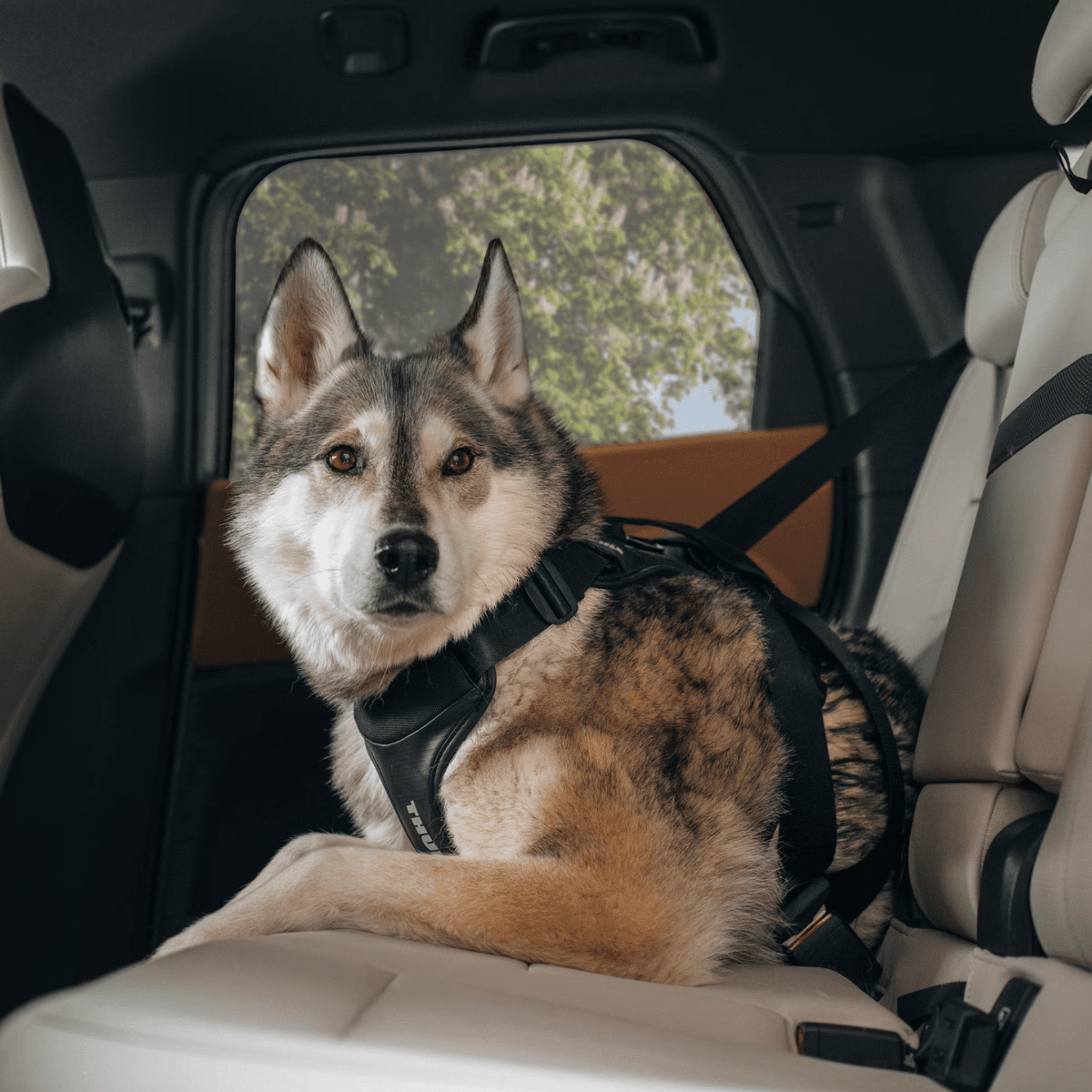 Thule Cappy – Bilsele til hund