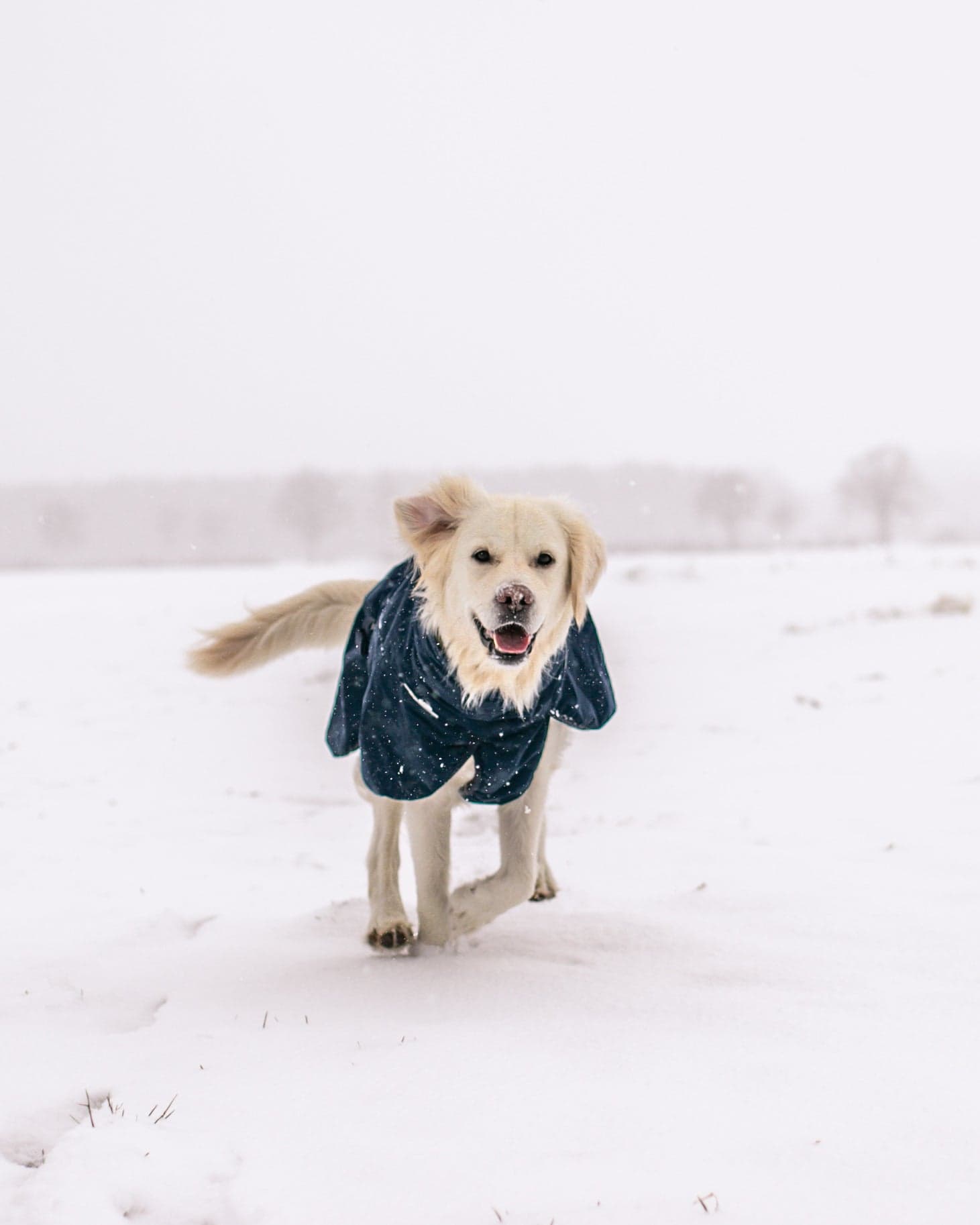 Glacier Wool Jacket 2.0 - Allsidig vinterdekken m/Ulvang, Marine Blå