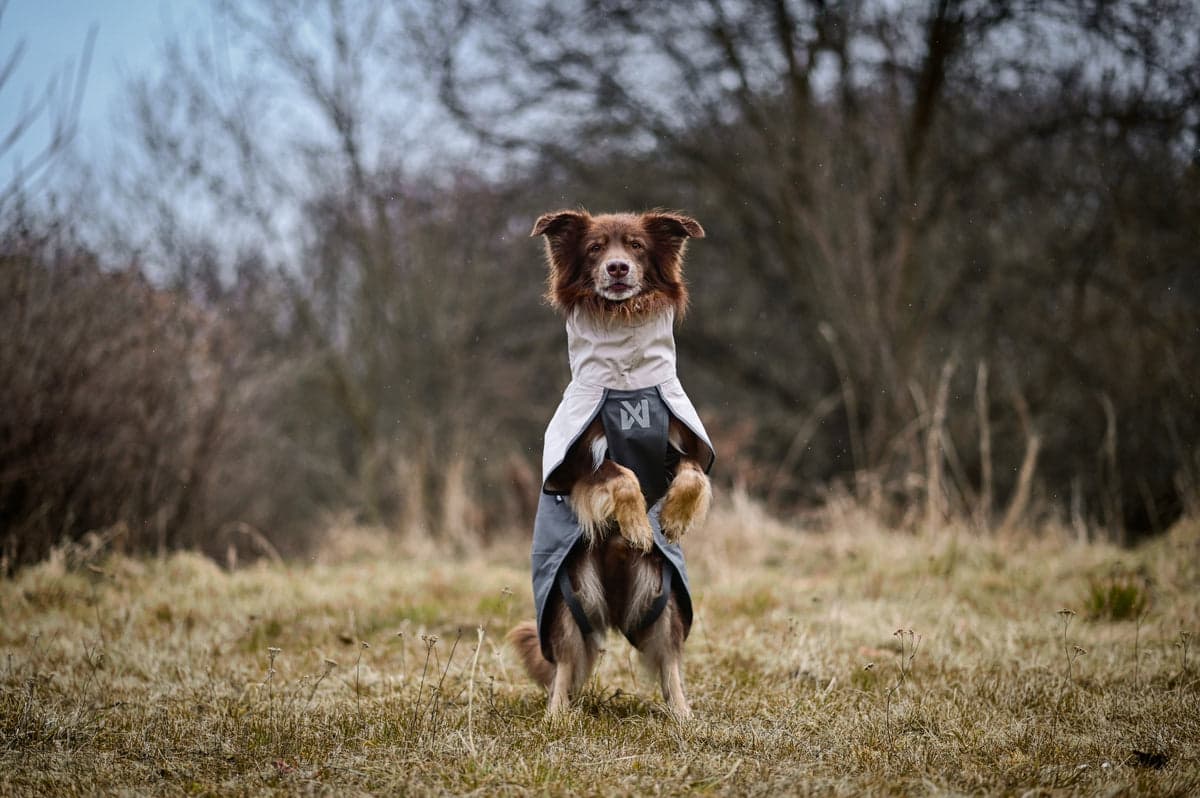 Fjord raincoat 2.0 – Regnjakke til hund | Grå bilde 2