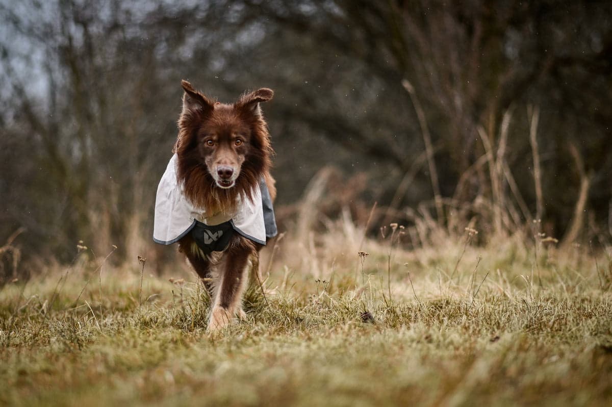 Fjord raincoat 2.0 – Regnjakke til hund | Grå bilde 3