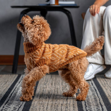 Golden Ochre – Alpaca Hundegenser