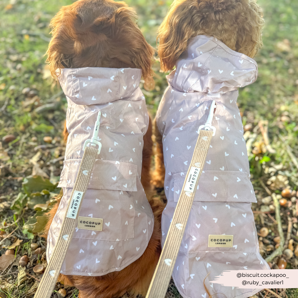 Chai Heart - Regnjakke til hund