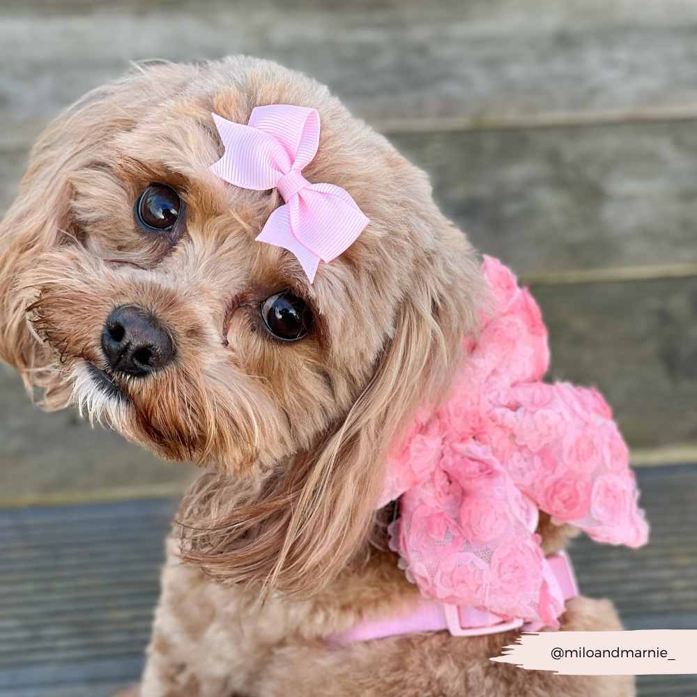 Peony Pup Sailor Bow Tie - Hundesløyfe