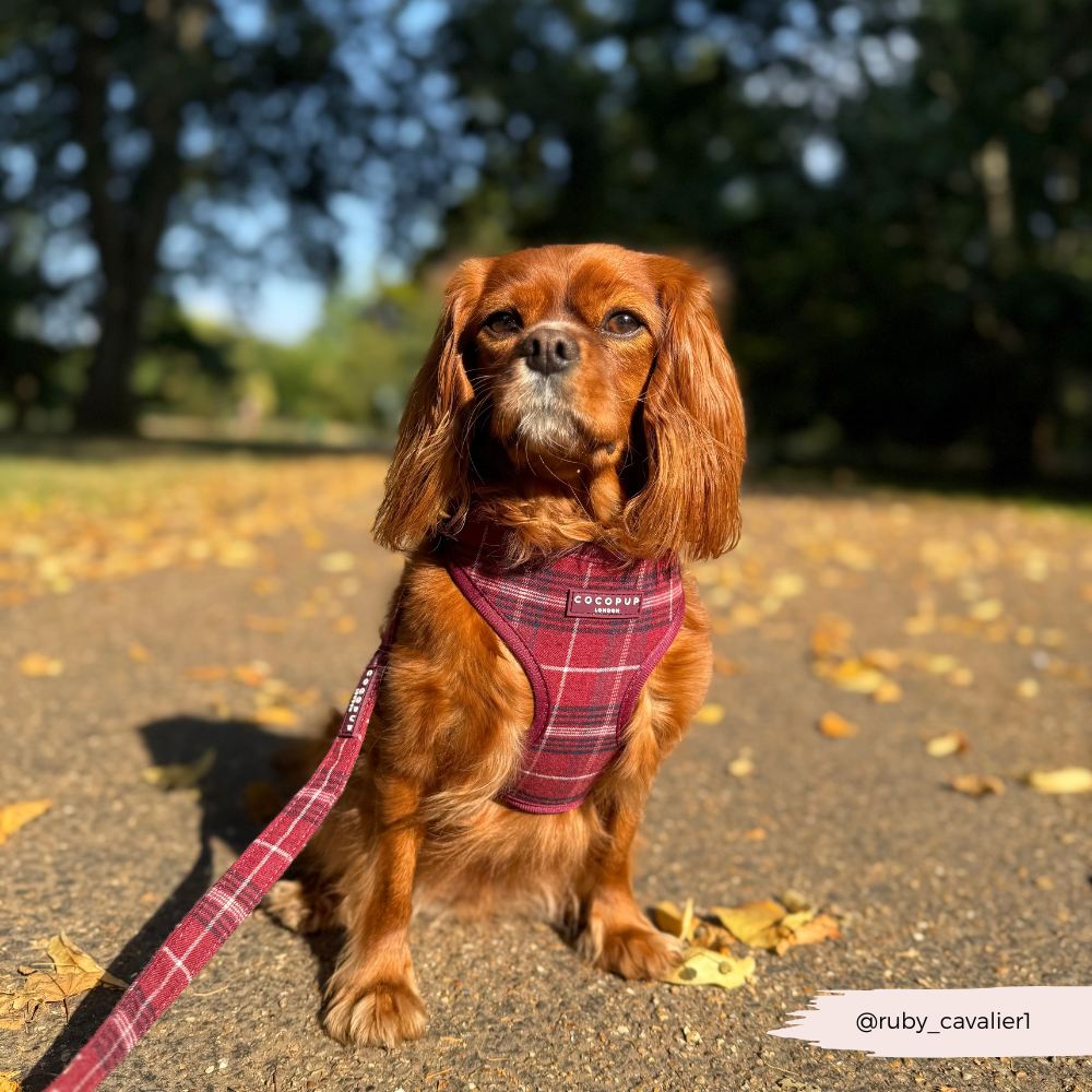 Mulberry Plaid – Hundebånd