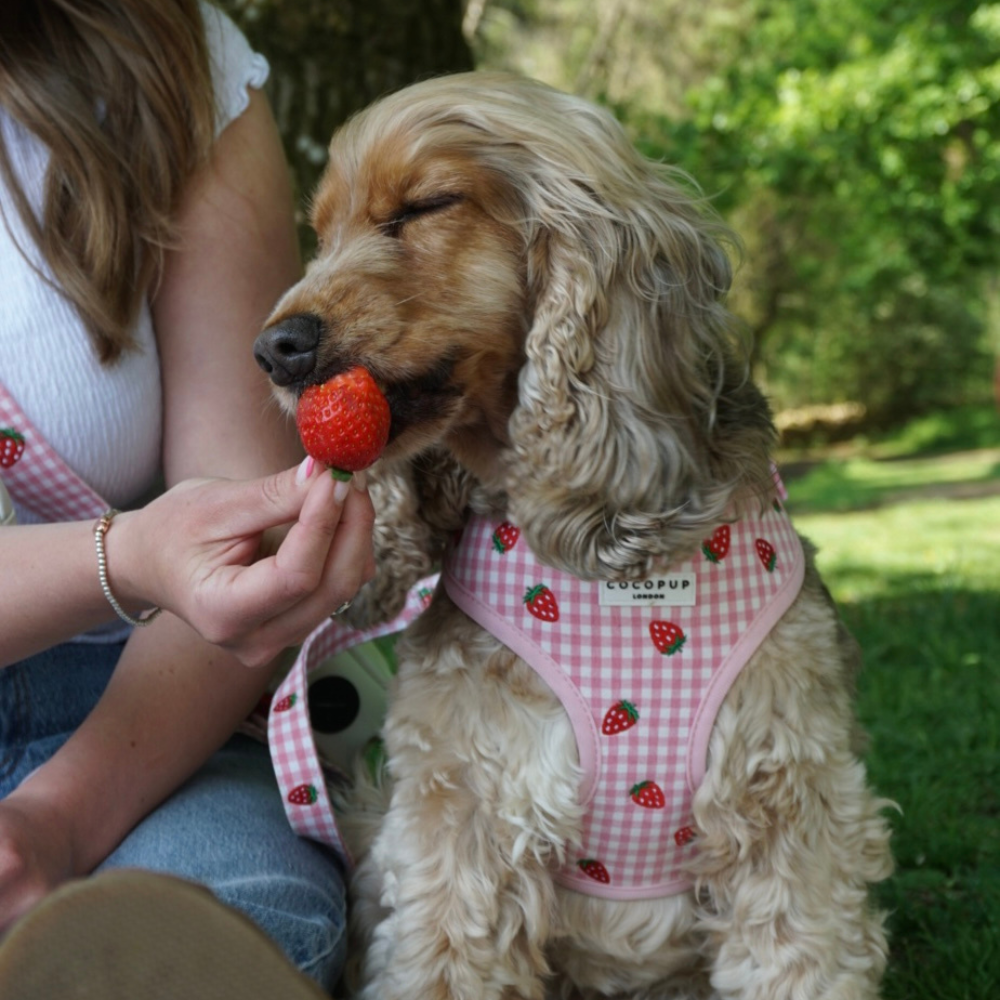Strawberry Picnic Pup - Hundesele
