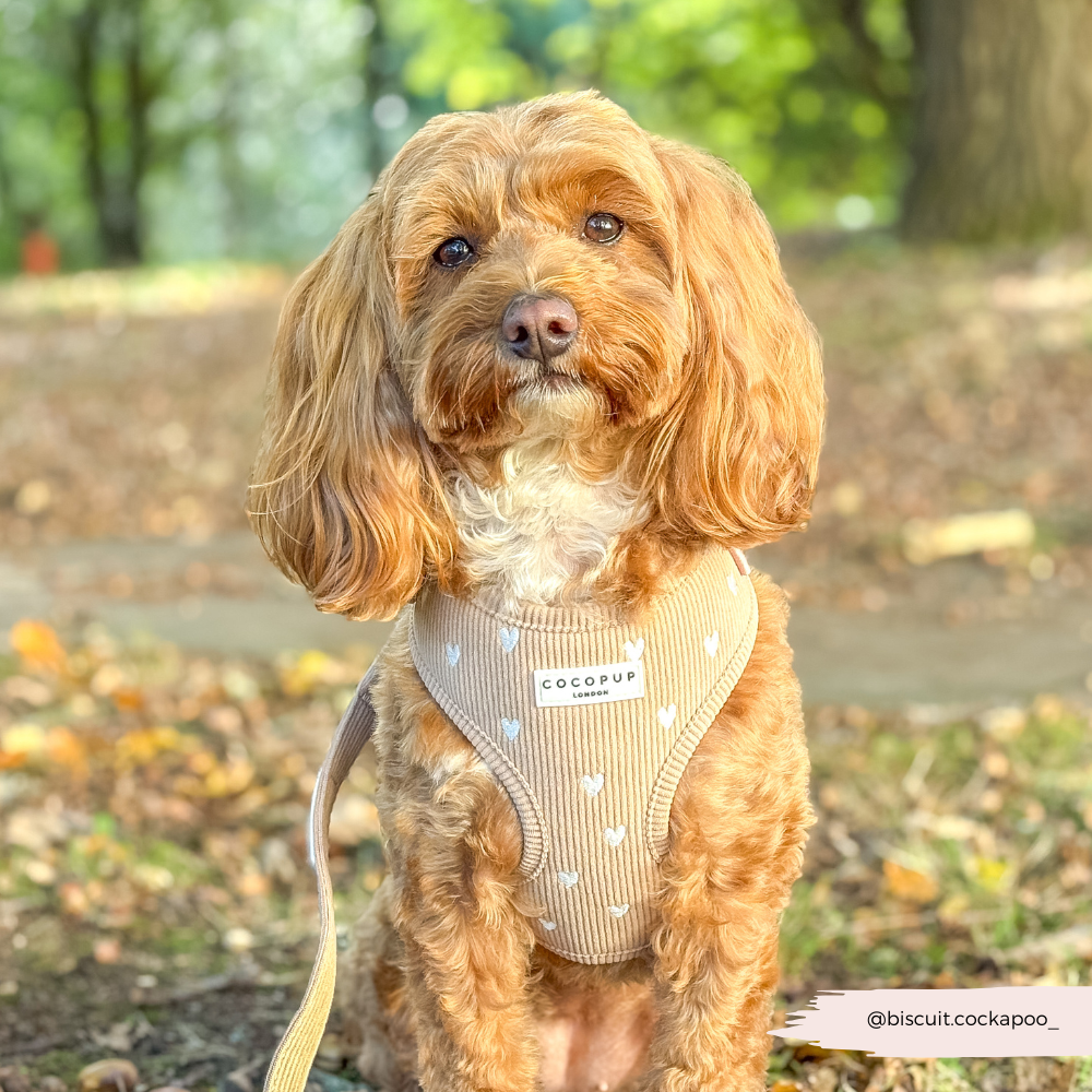 Chai Hearts – Hundesele