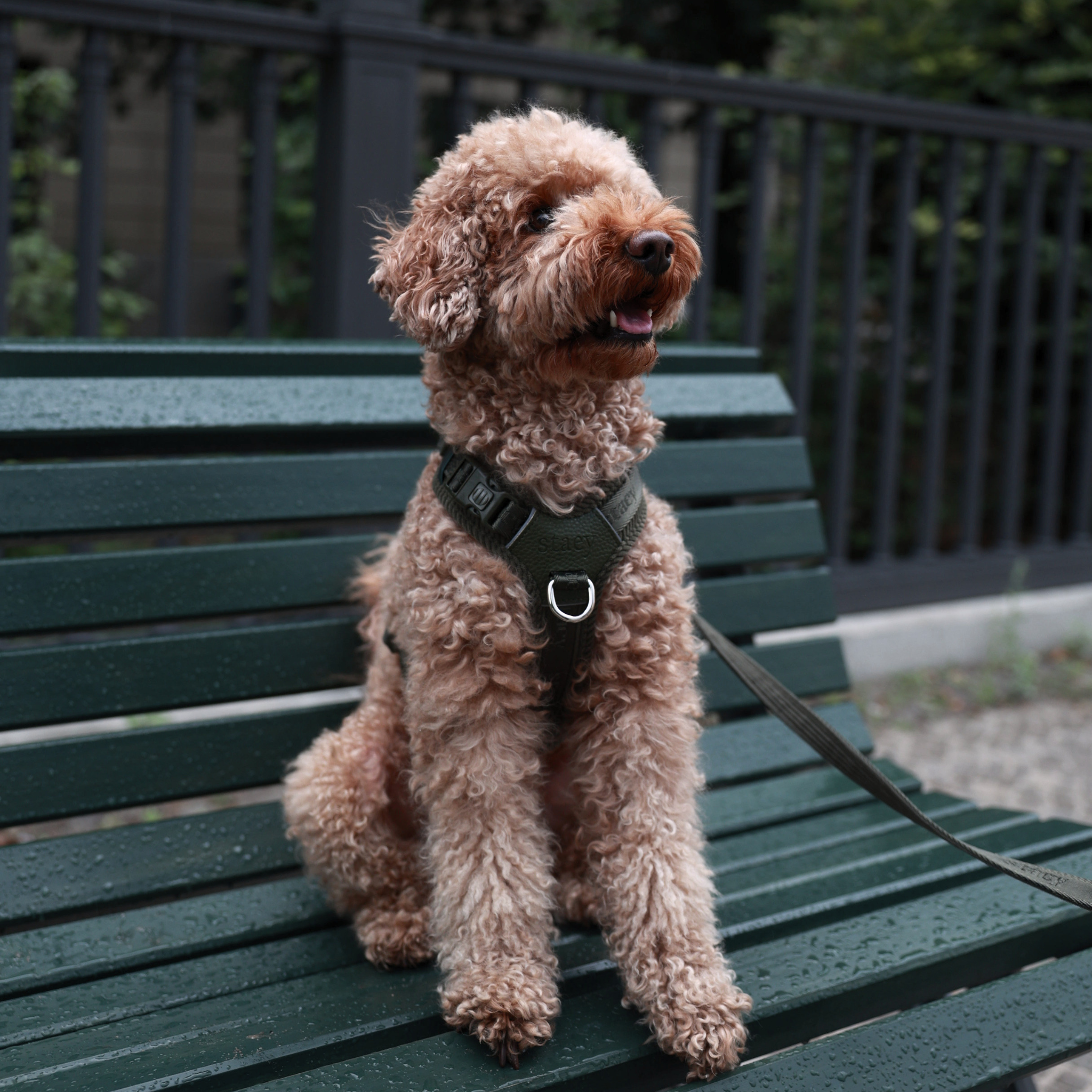 Numa - Justerbar hundesele | Moss Green