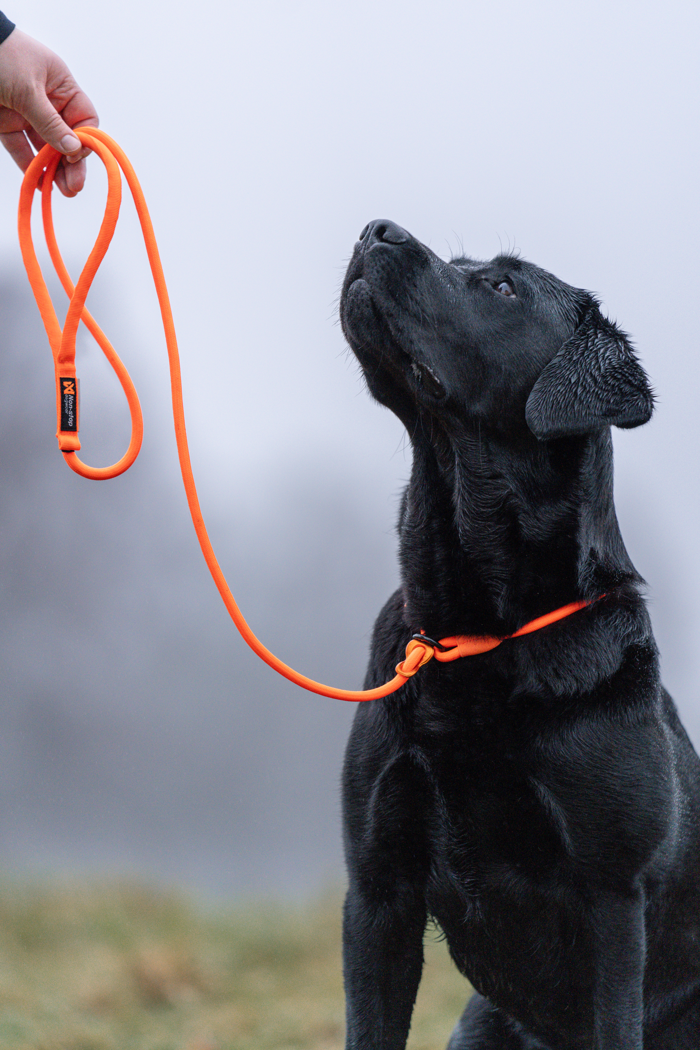 Retriever leash