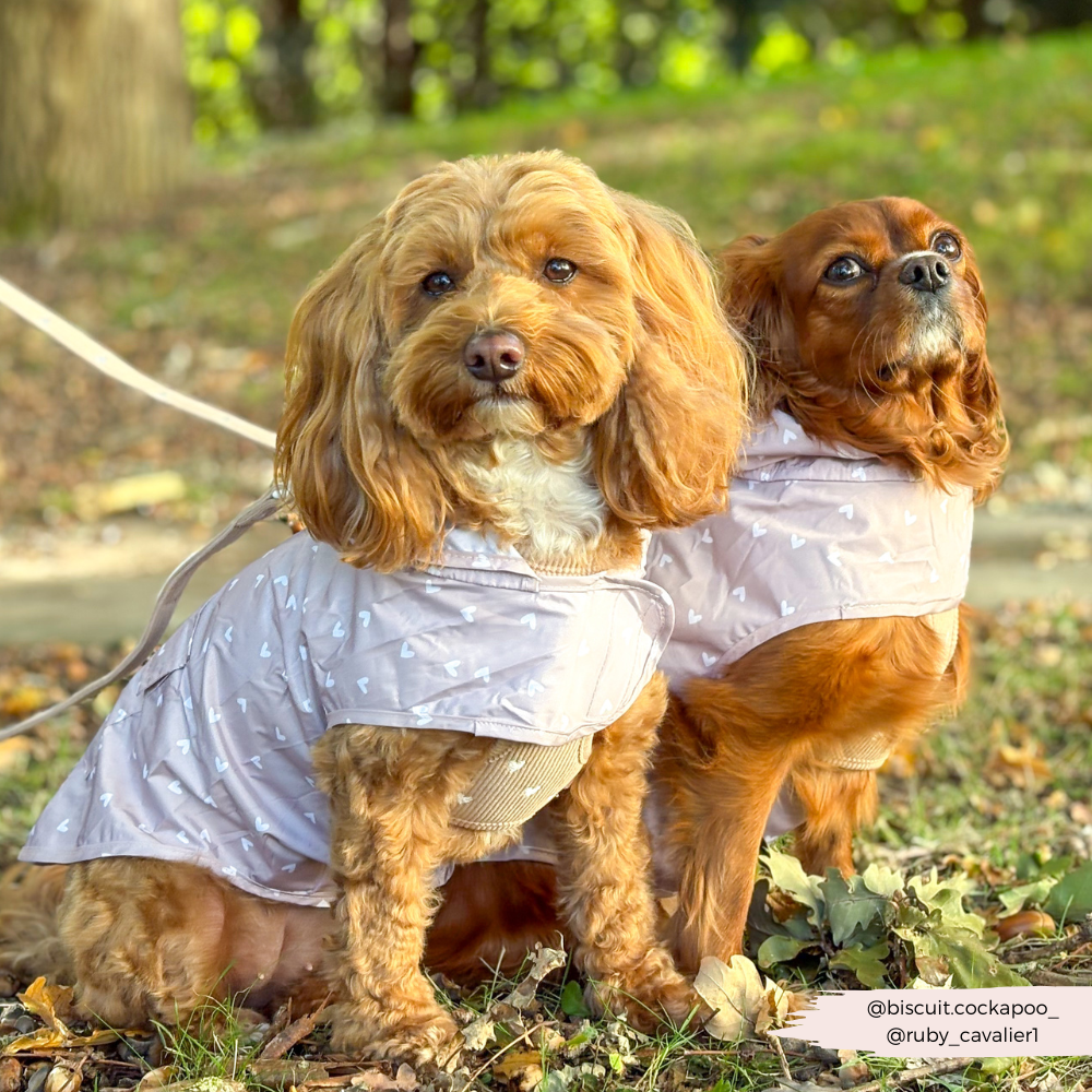 Chai Heart - Regnjakke til hund