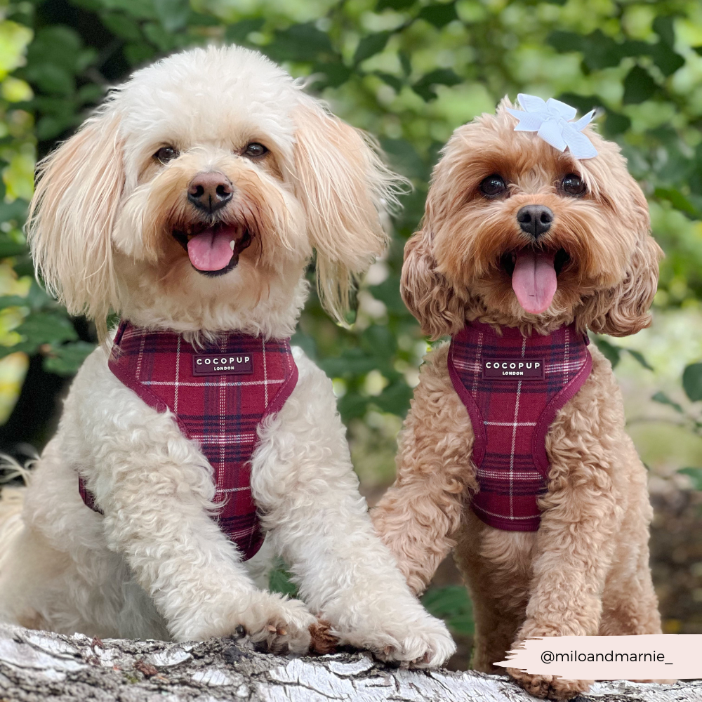 Mulberry Plaid - Justerbar hundesele
