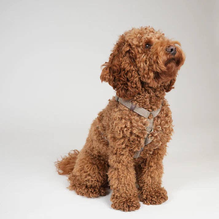 Tara H-Strap - Hundesele | Mocca