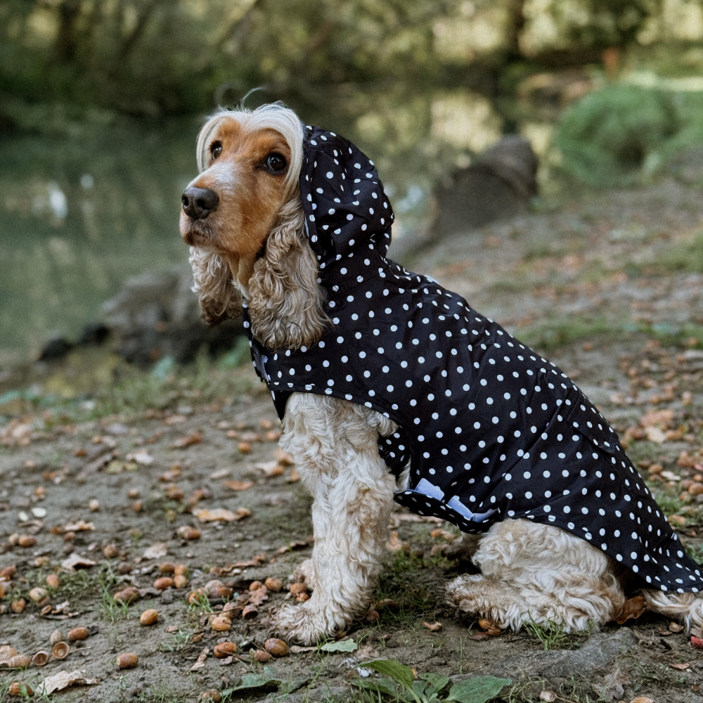 Black Polka Dot - Regnjakke til hund