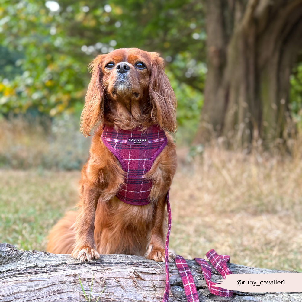 Mulberry Plaid - Justerbar hundesele