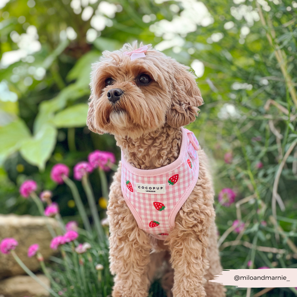 Strawberry Picnic Pup - Hundesele