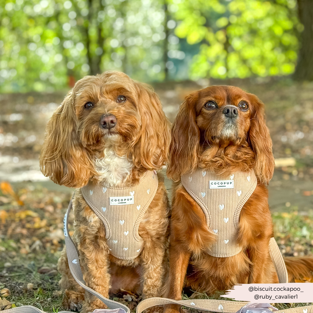 Chai Hearts – Hundesele