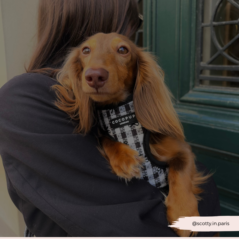 Pup in Paris - Justerbar hundesele