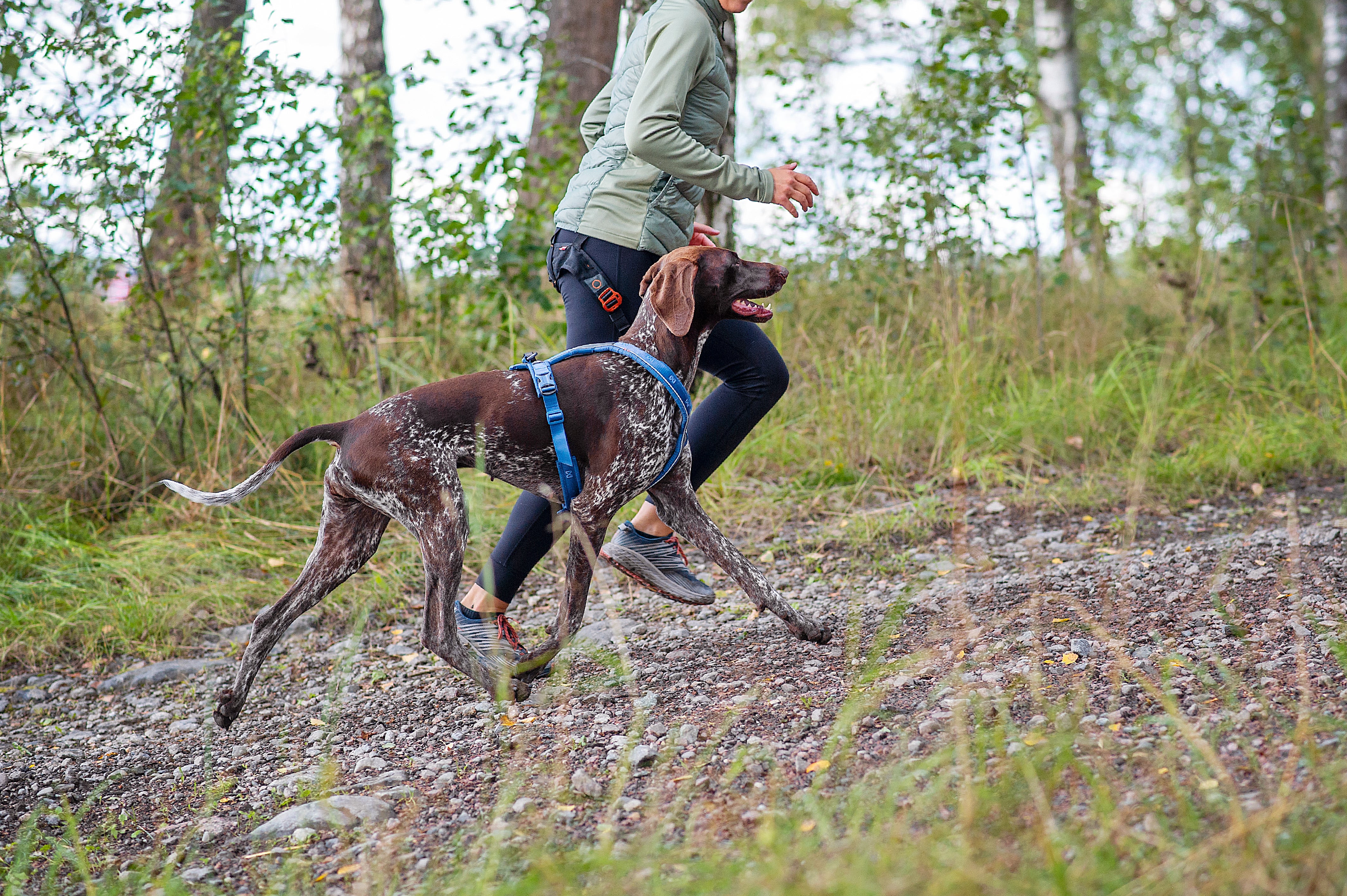 Line Harness 5.0 - Allsidig trekksele, Lilla