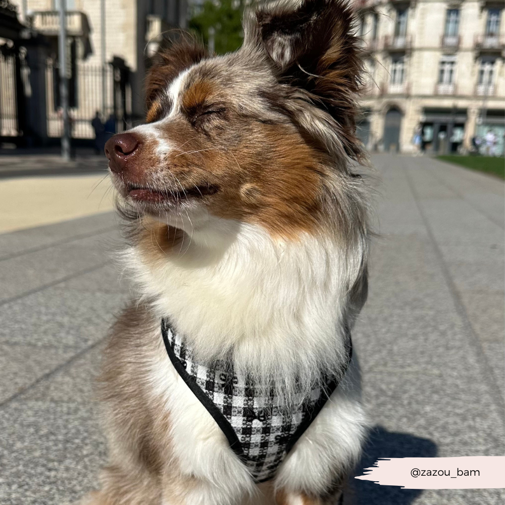 Pup in Paris - Justerbar hundesele