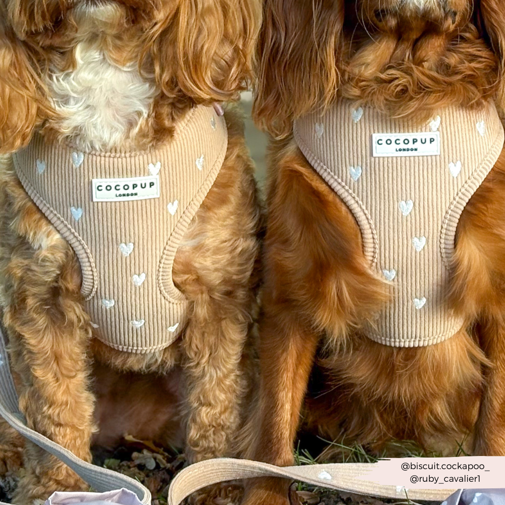 Chai Hearts – Hundesele
