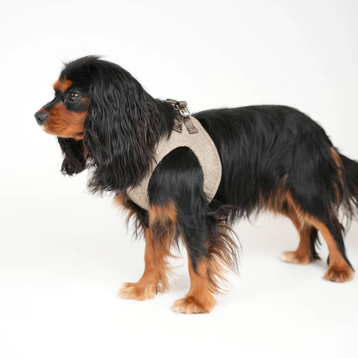 Saga - Step-in Hundesele | Mocca