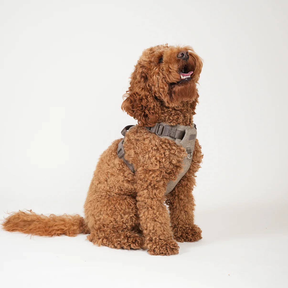 Elma - Hundesele | Mocca