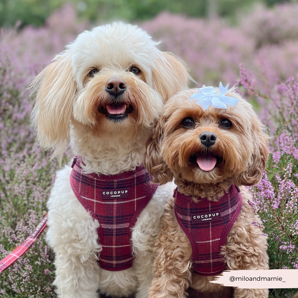Mulberry Plaid - Justerbar hundesele