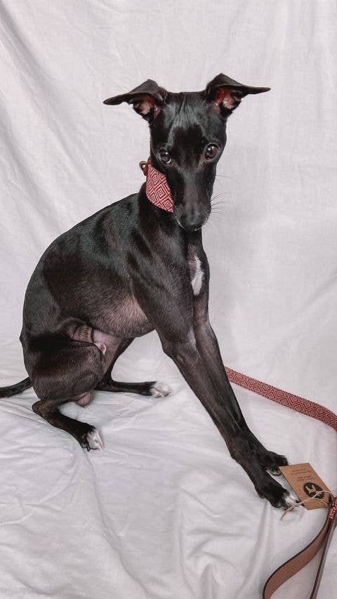 Mambo Galgo - Mynde halsbånd