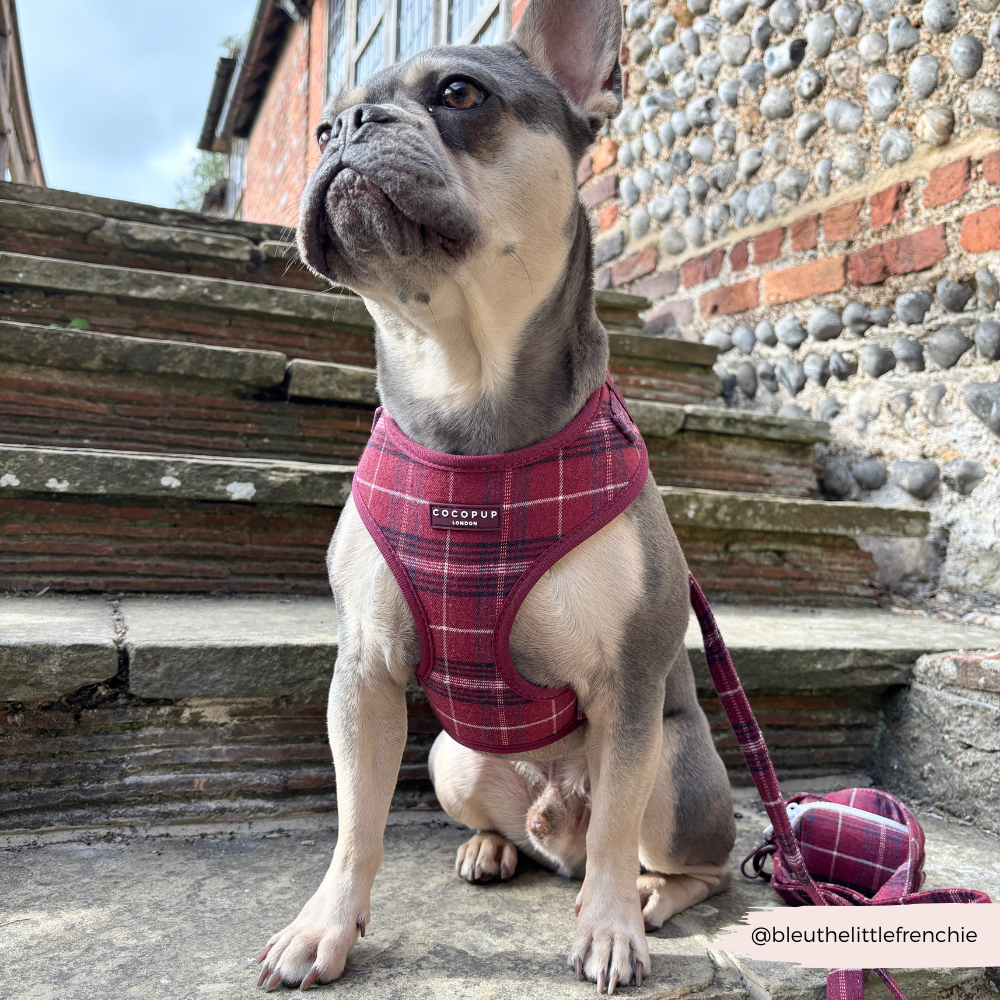 Mulberry Plaid - Justerbar hundesele