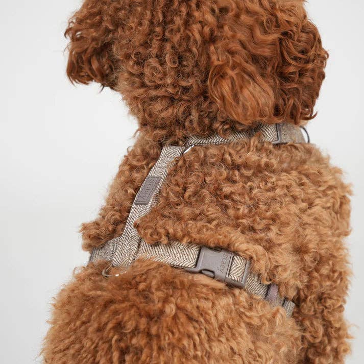 Tara H-Strap - Hundesele | Mocca
