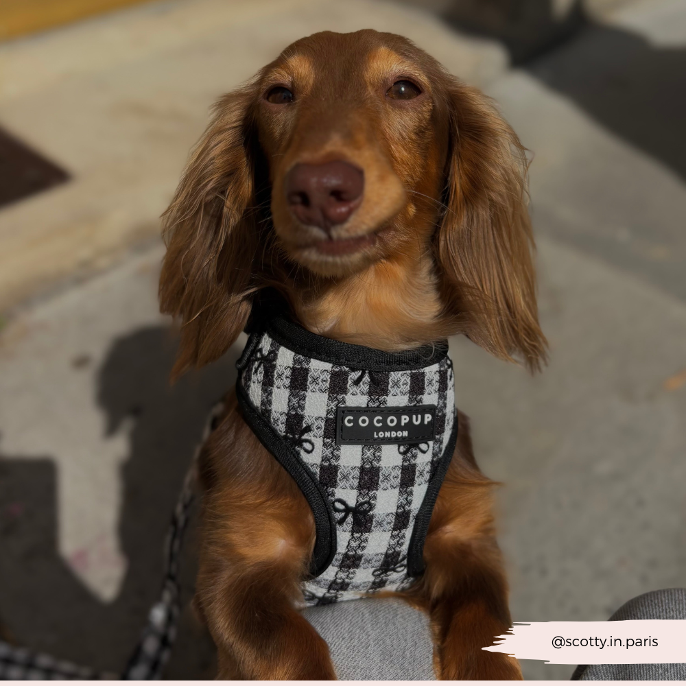 Pup in Paris - Justerbar hundesele
