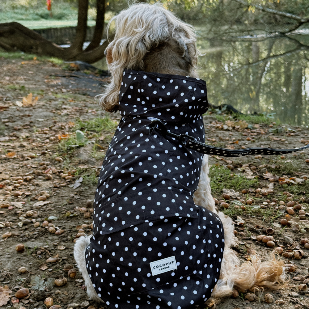 Black Polka Dot - Regnjakke til hund