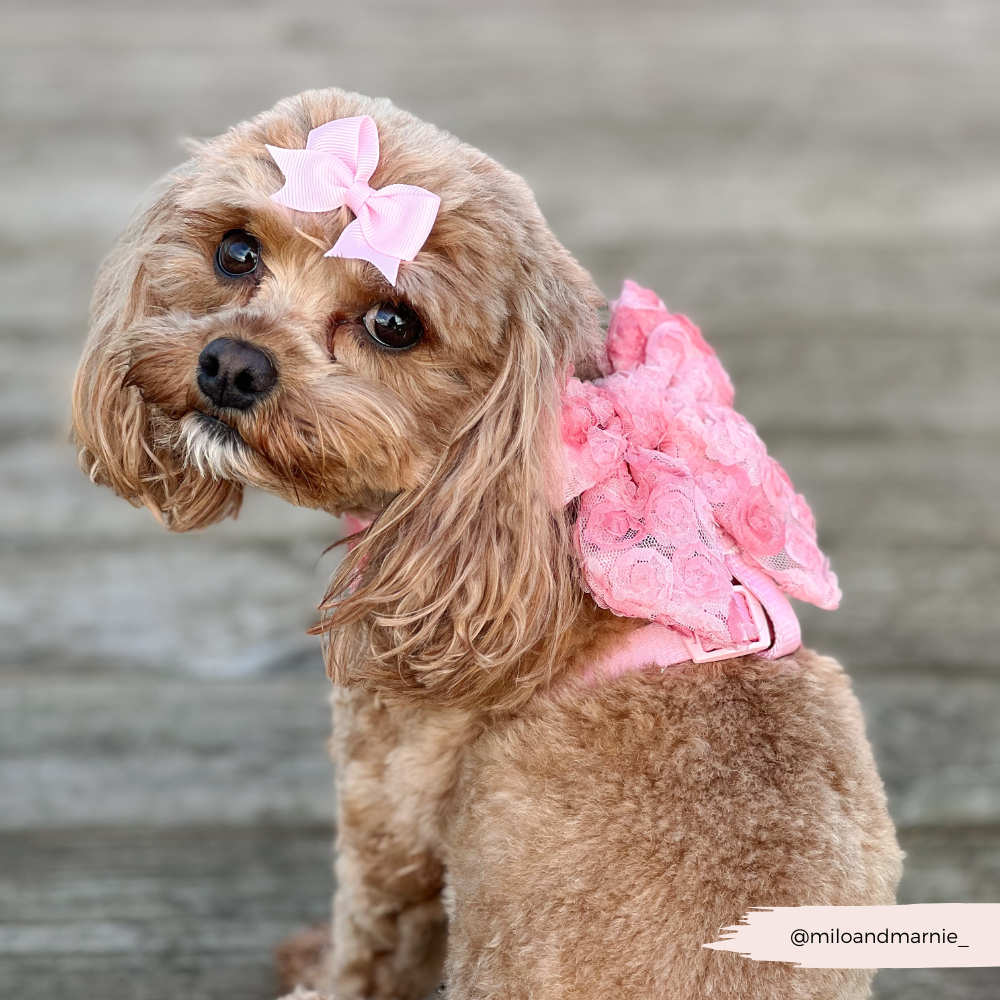 Peony Pup Sailor Bow Tie - Hundesløyfe