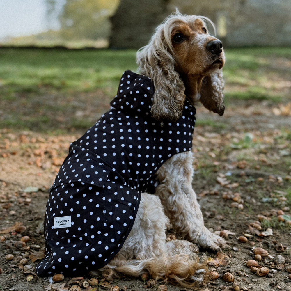 Black Polka Dot - Regnjakke til hund