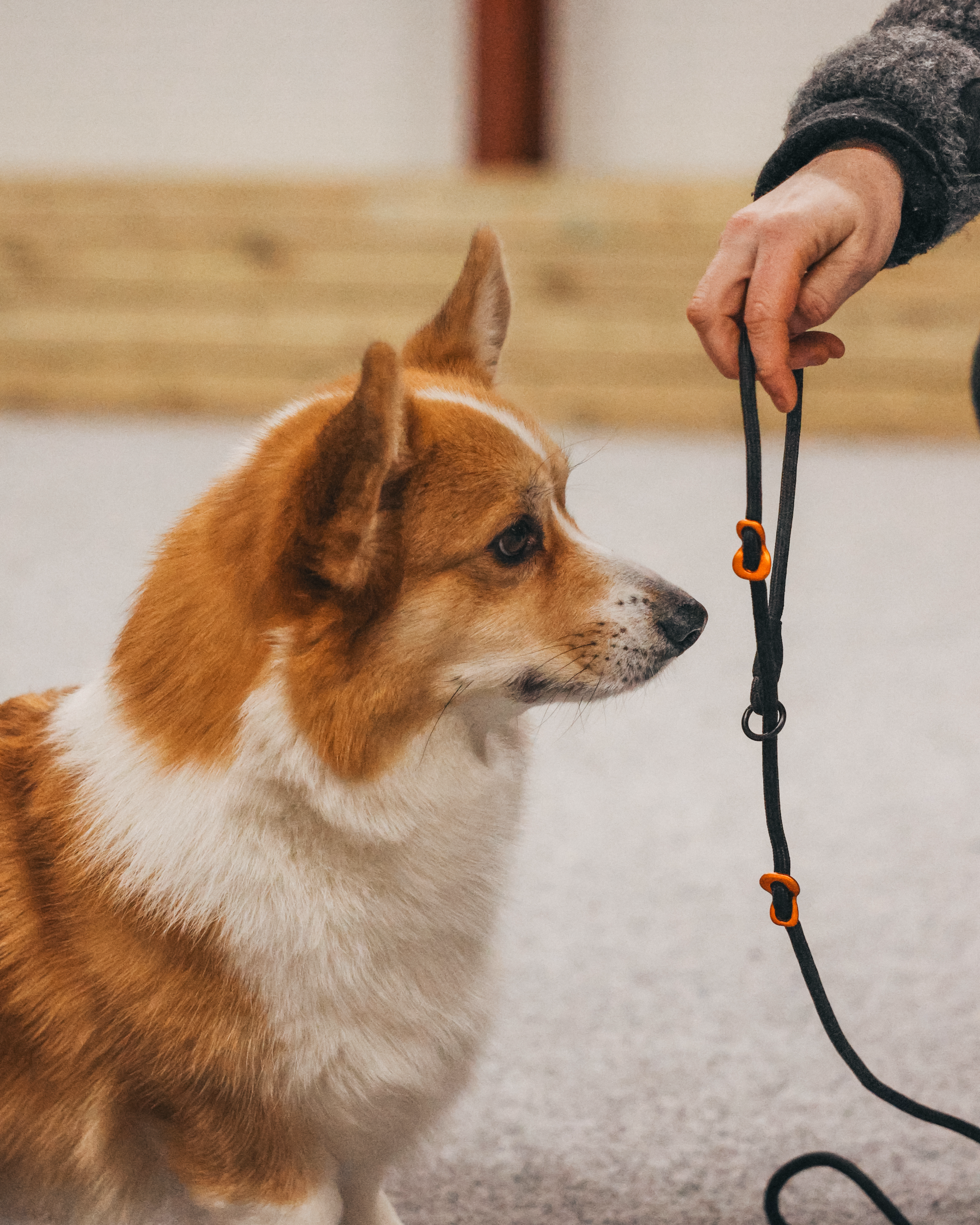 Retriever leash