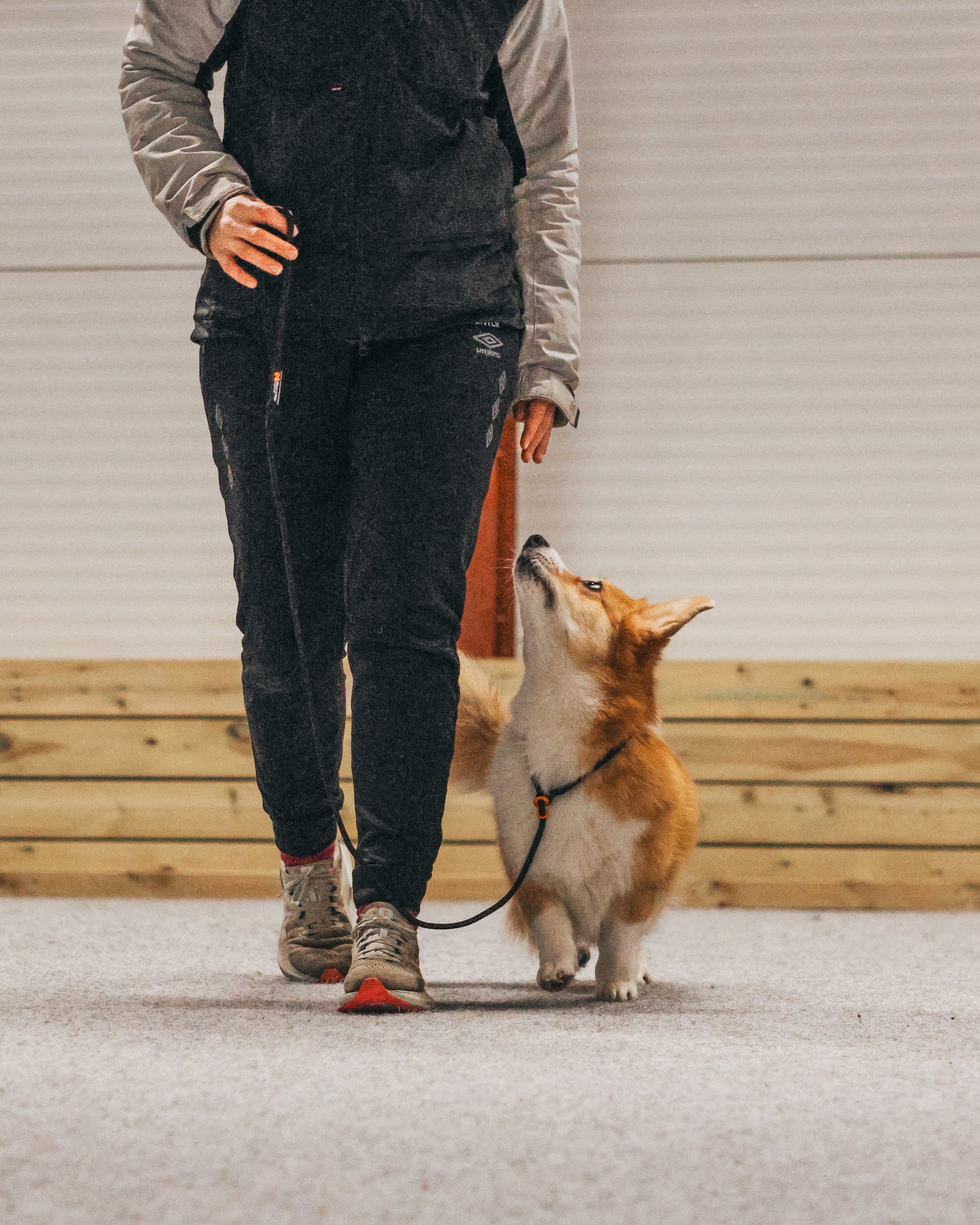 Retriever leash