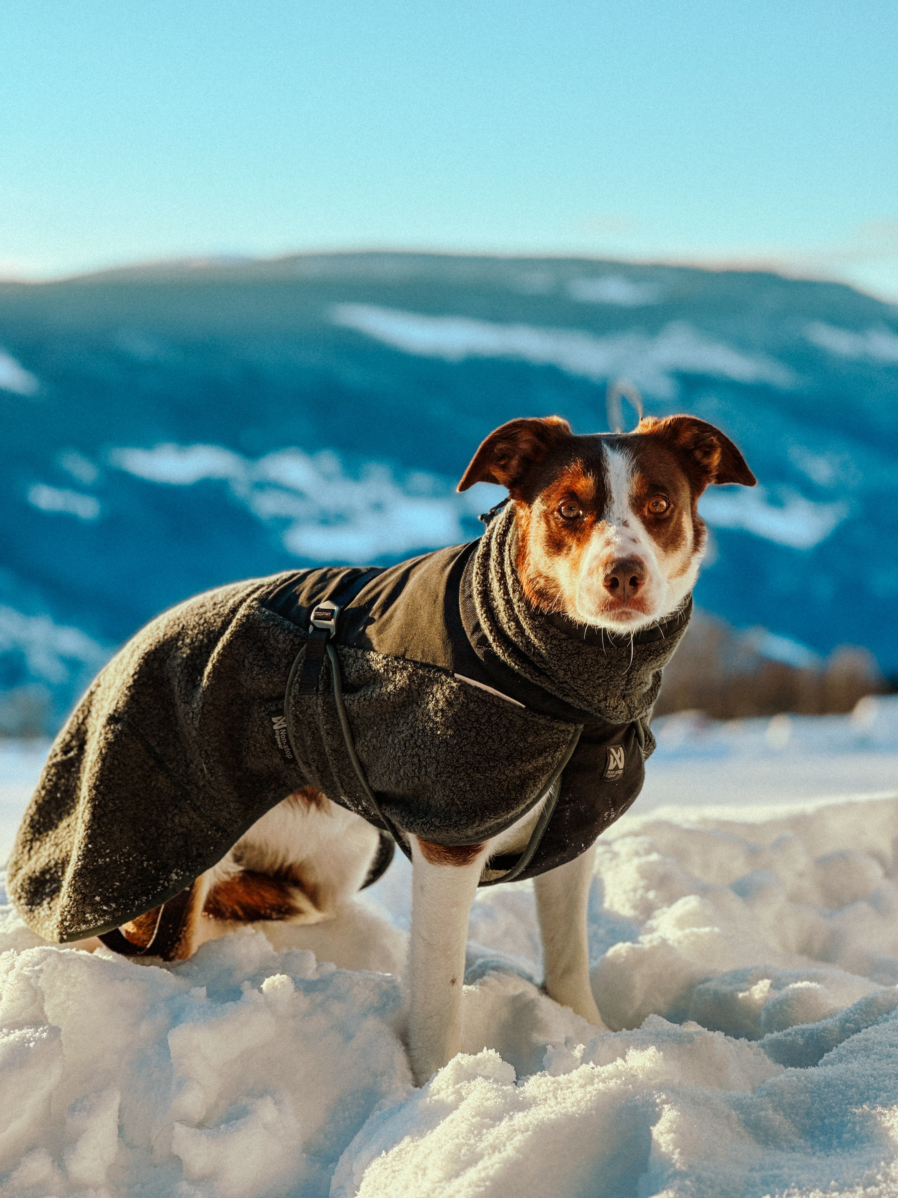 Wool Dog Jacket - Klassisk ulldekken | Dark Teal