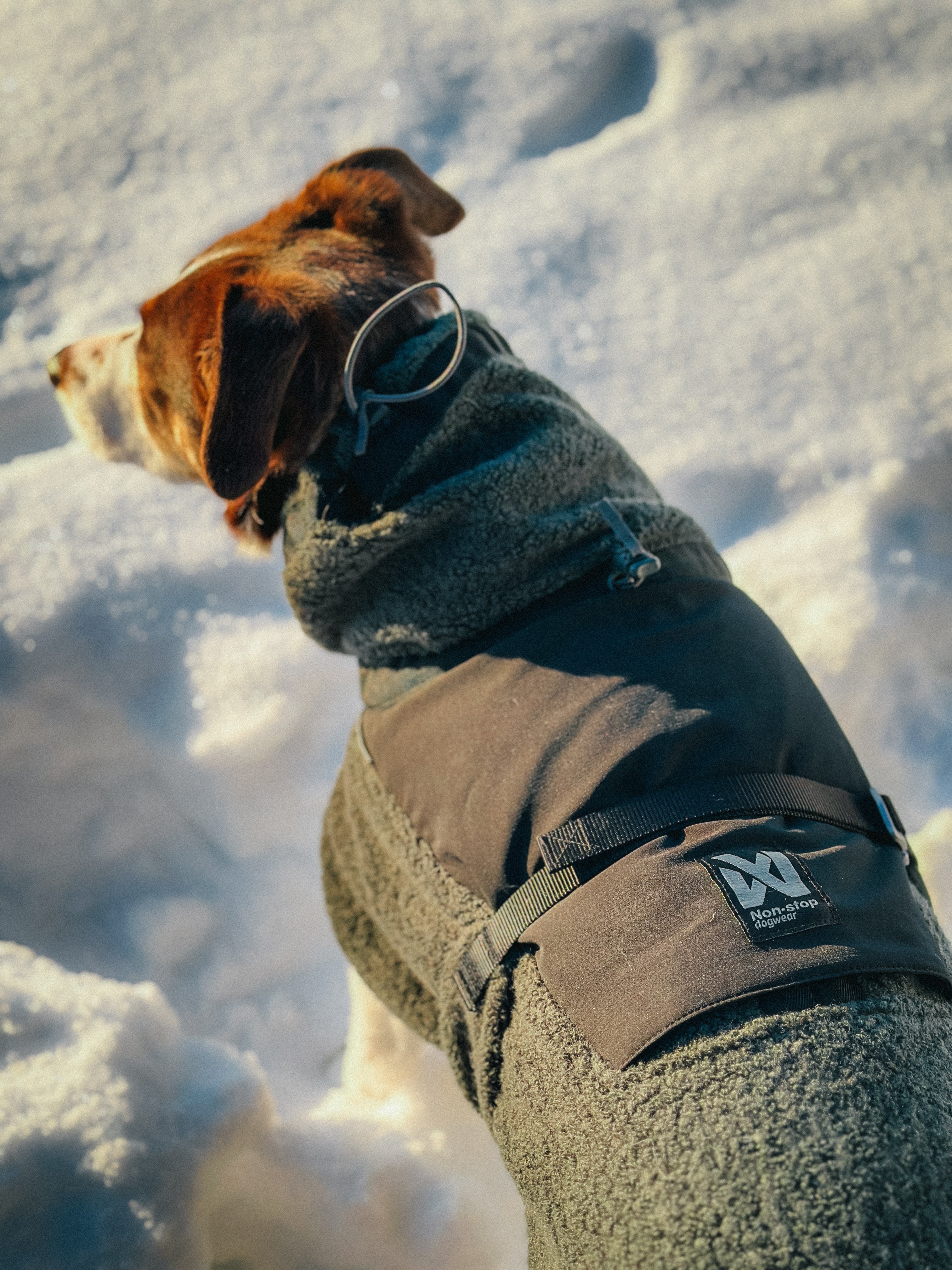 Wool Dog Jacket - Klassisk ulldekken | Dark Teal