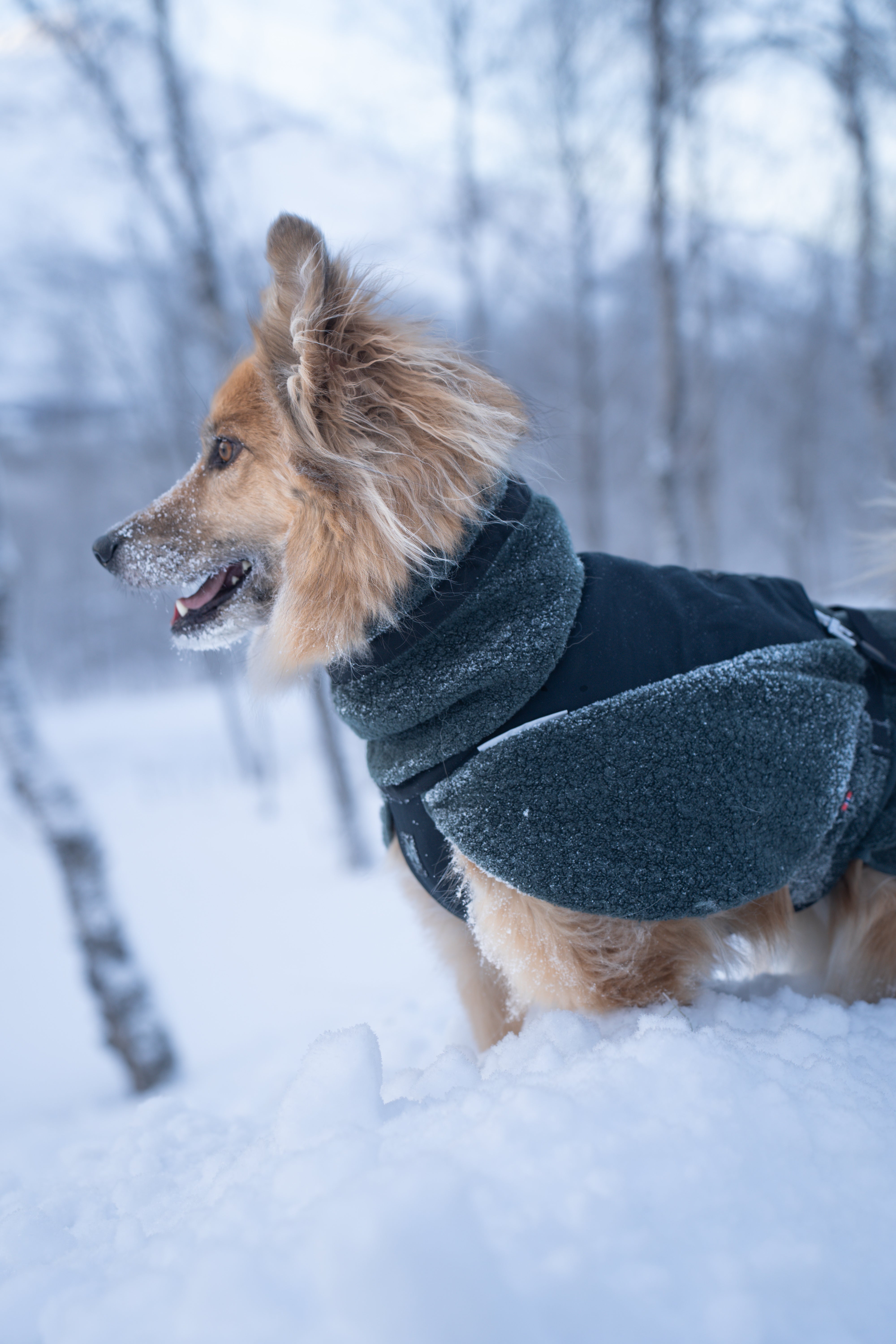 Wool Dog Jacket - Klassisk ulldekken | Dark Teal