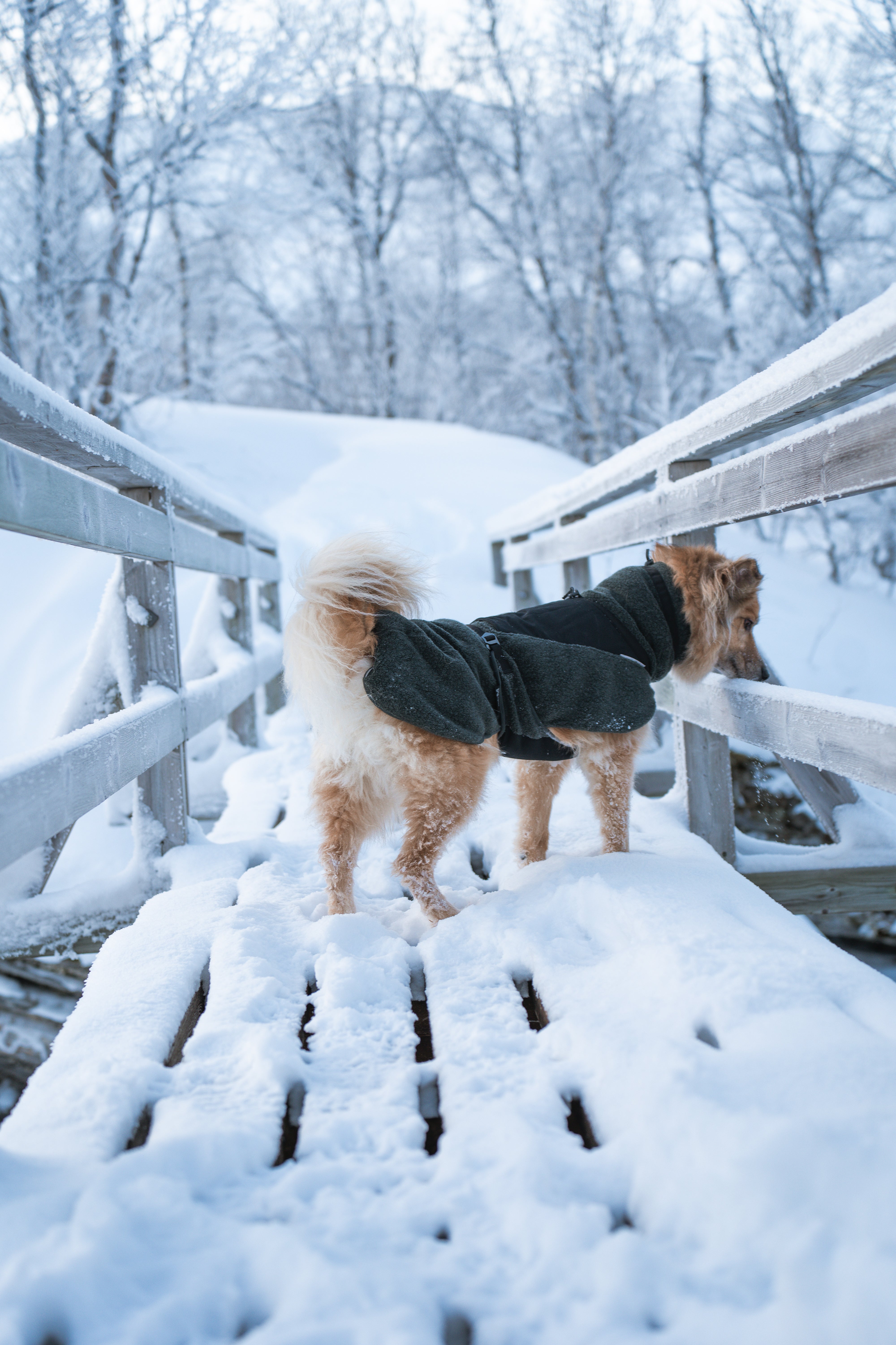 Wool Dog Jacket - Klassisk ulldekken | Dark Teal