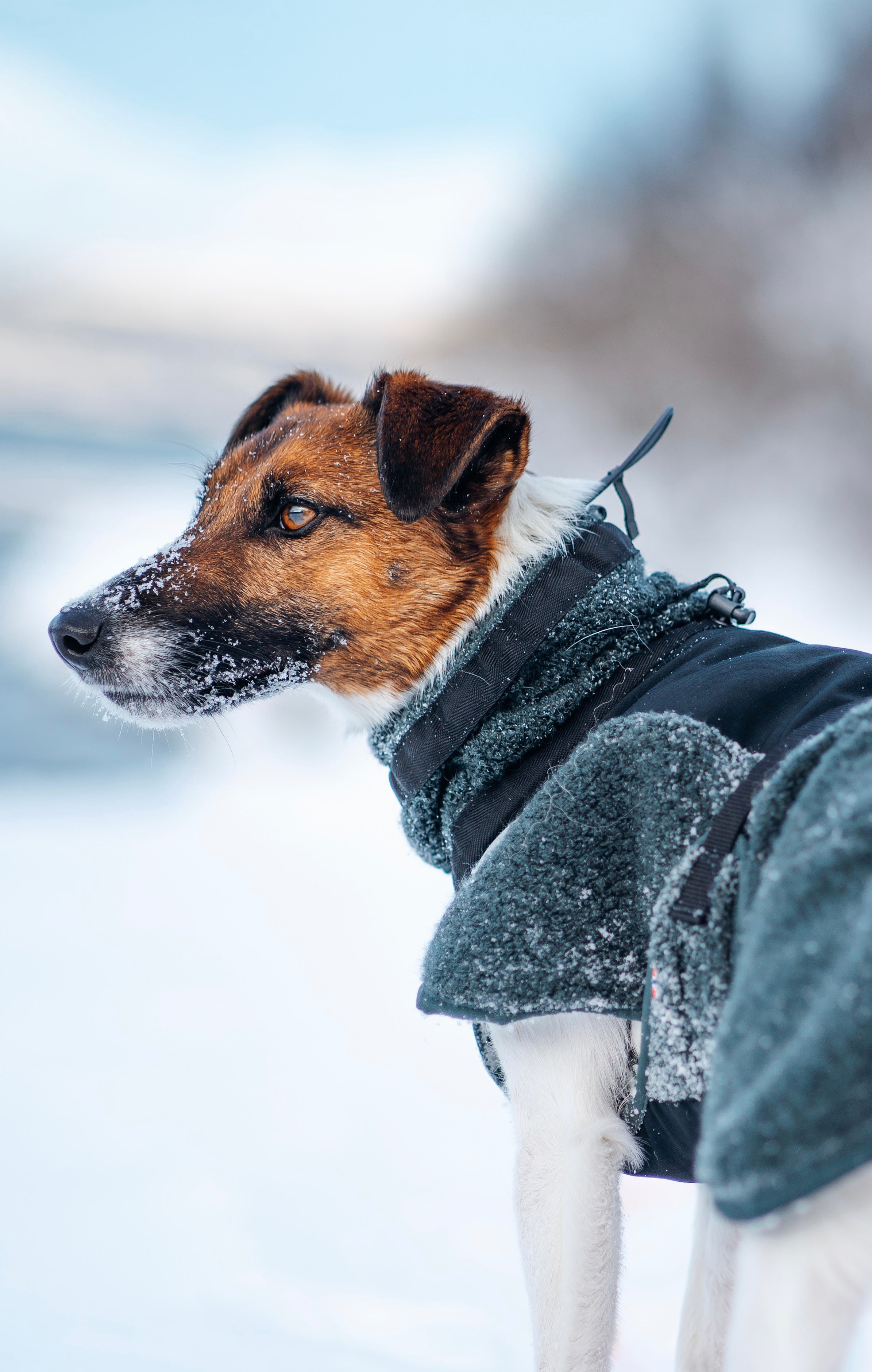Wool Dog Jacket - Klassisk ulldekken | Dark Teal