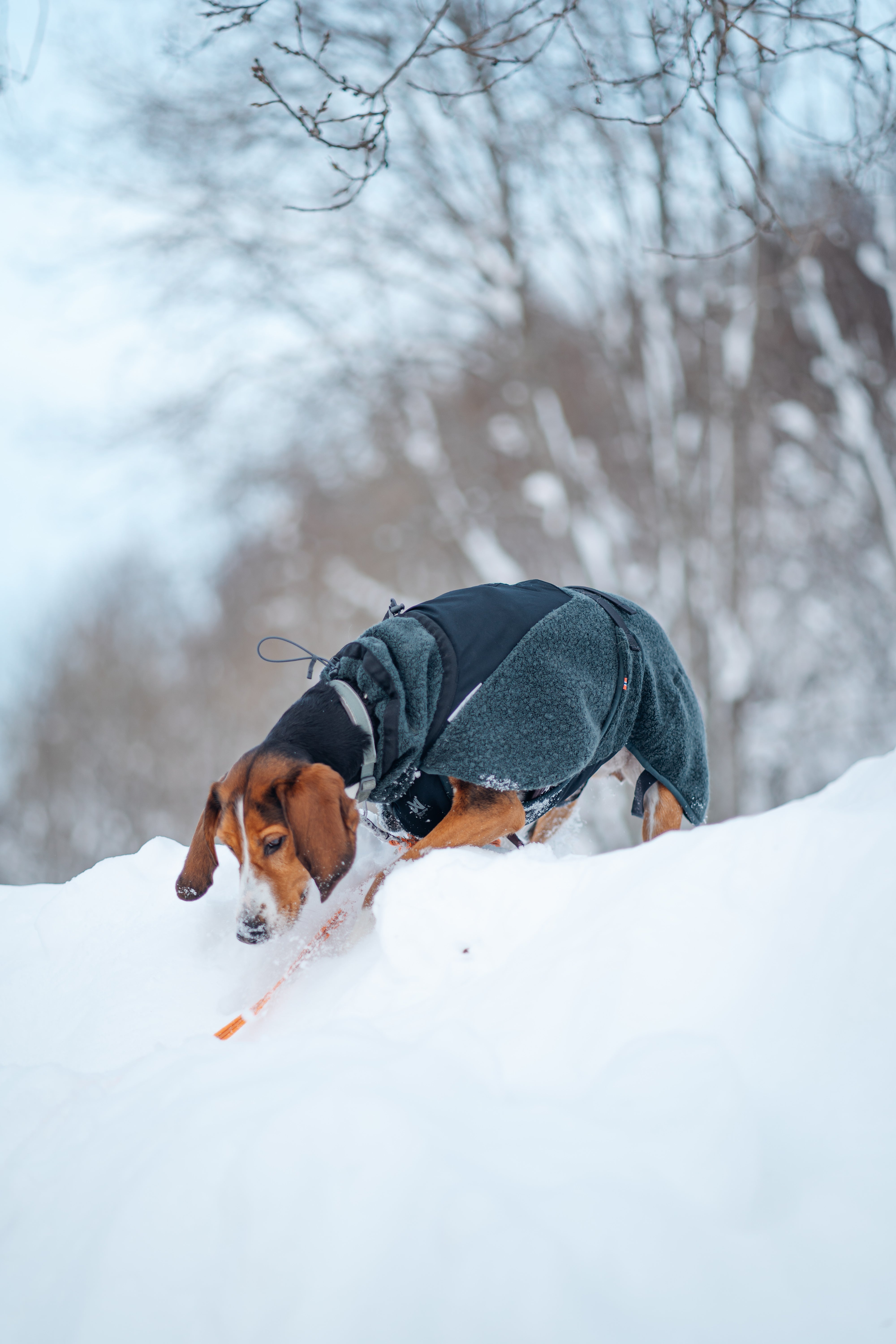 Wool Dog Jacket - Klassisk ulldekken | Dark Teal