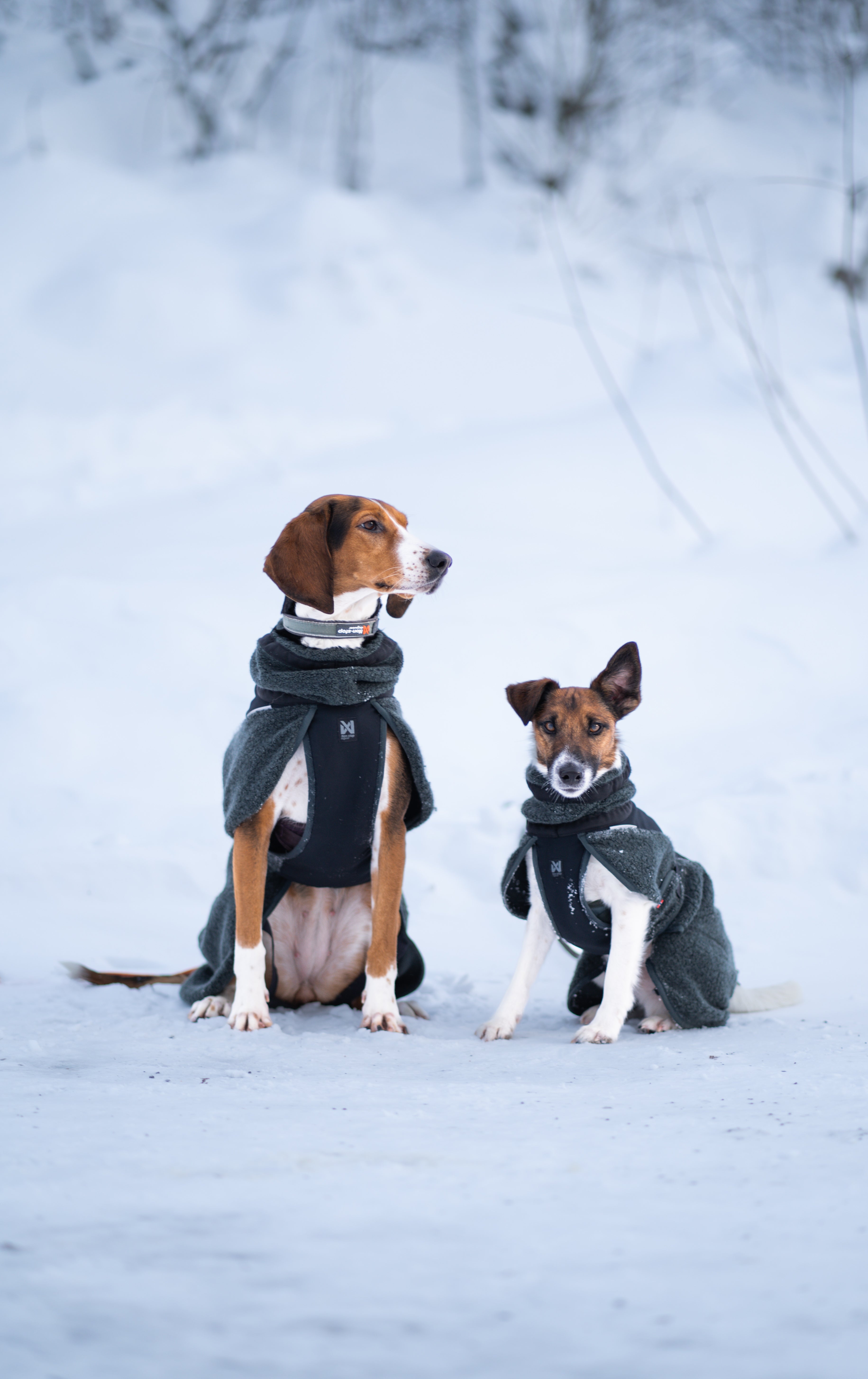 Wool Dog Jacket - Klassisk ulldekken | Dark Teal