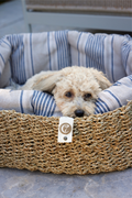 Lazy Linen Stripes Natural/Blue - Hundeseng