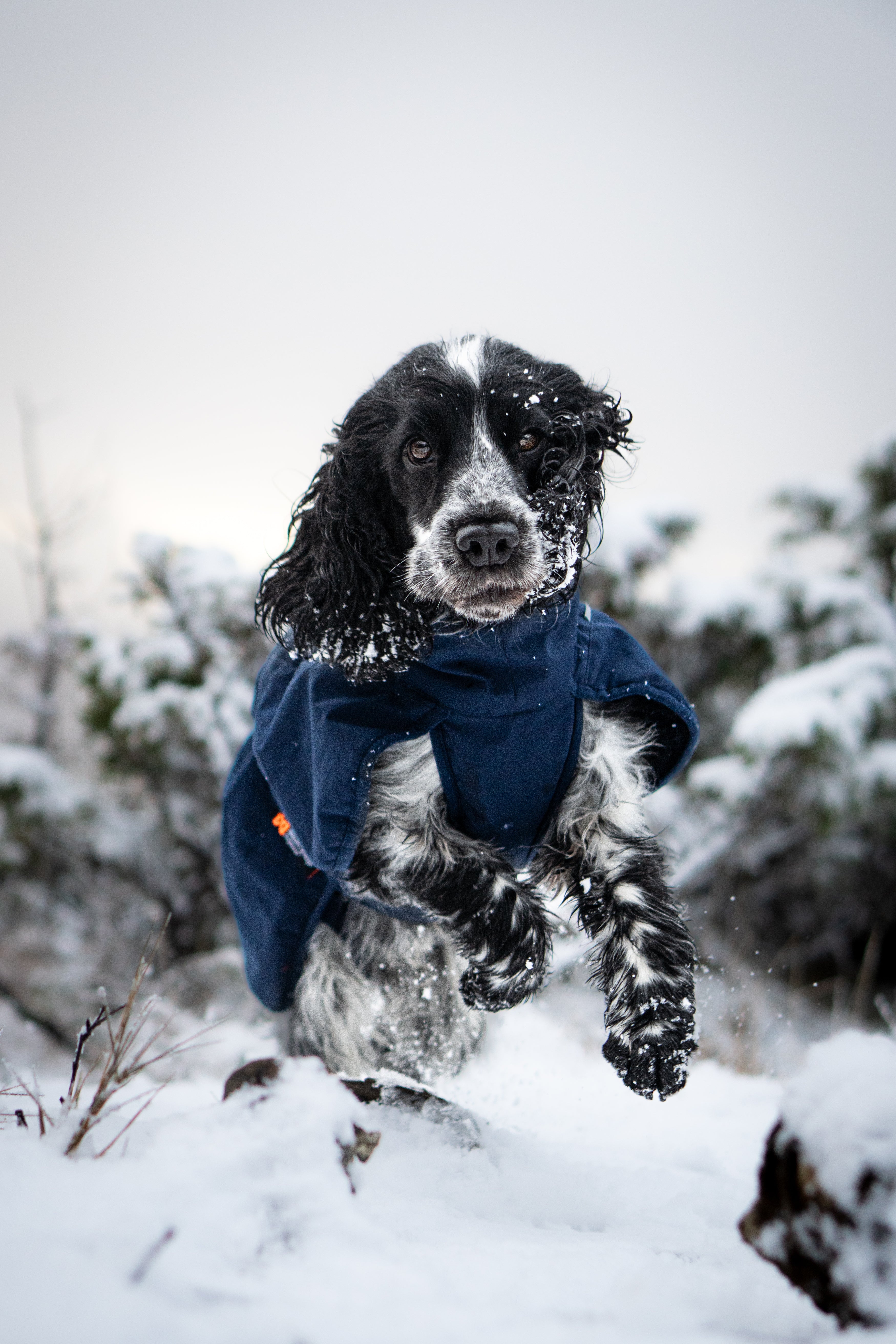 Glacier Wool Jacket 2.0 - Allsidig vinterdekken m/Ulvang, Marine Blå
