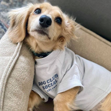 Dog Club Social Pullover