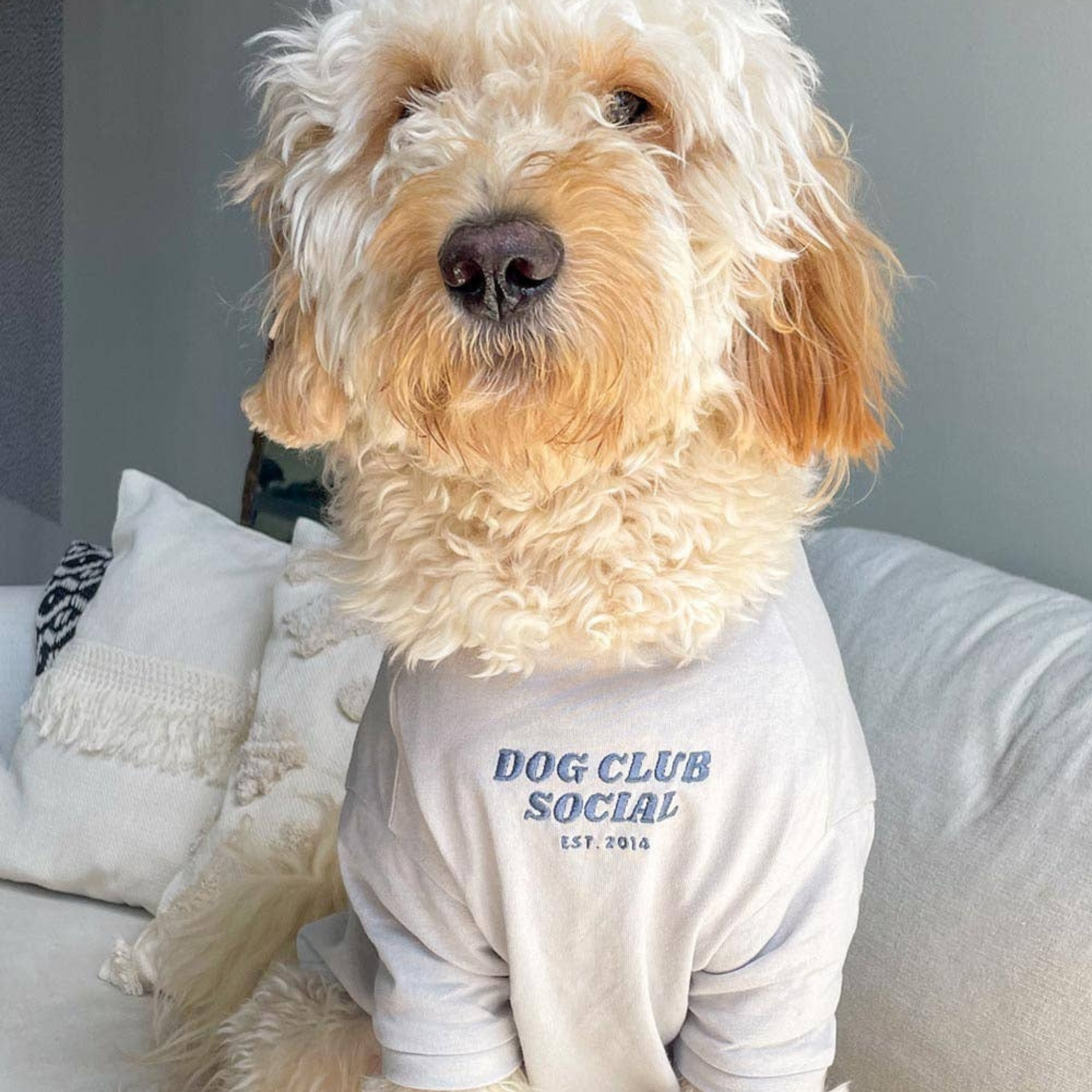 Dog Club Social Pullover