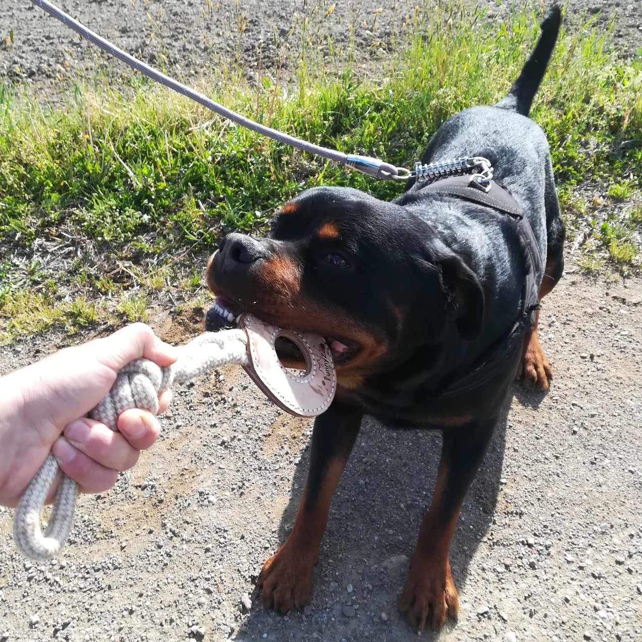 Circle Rope - Naturlig hundeleke i semsket skinn