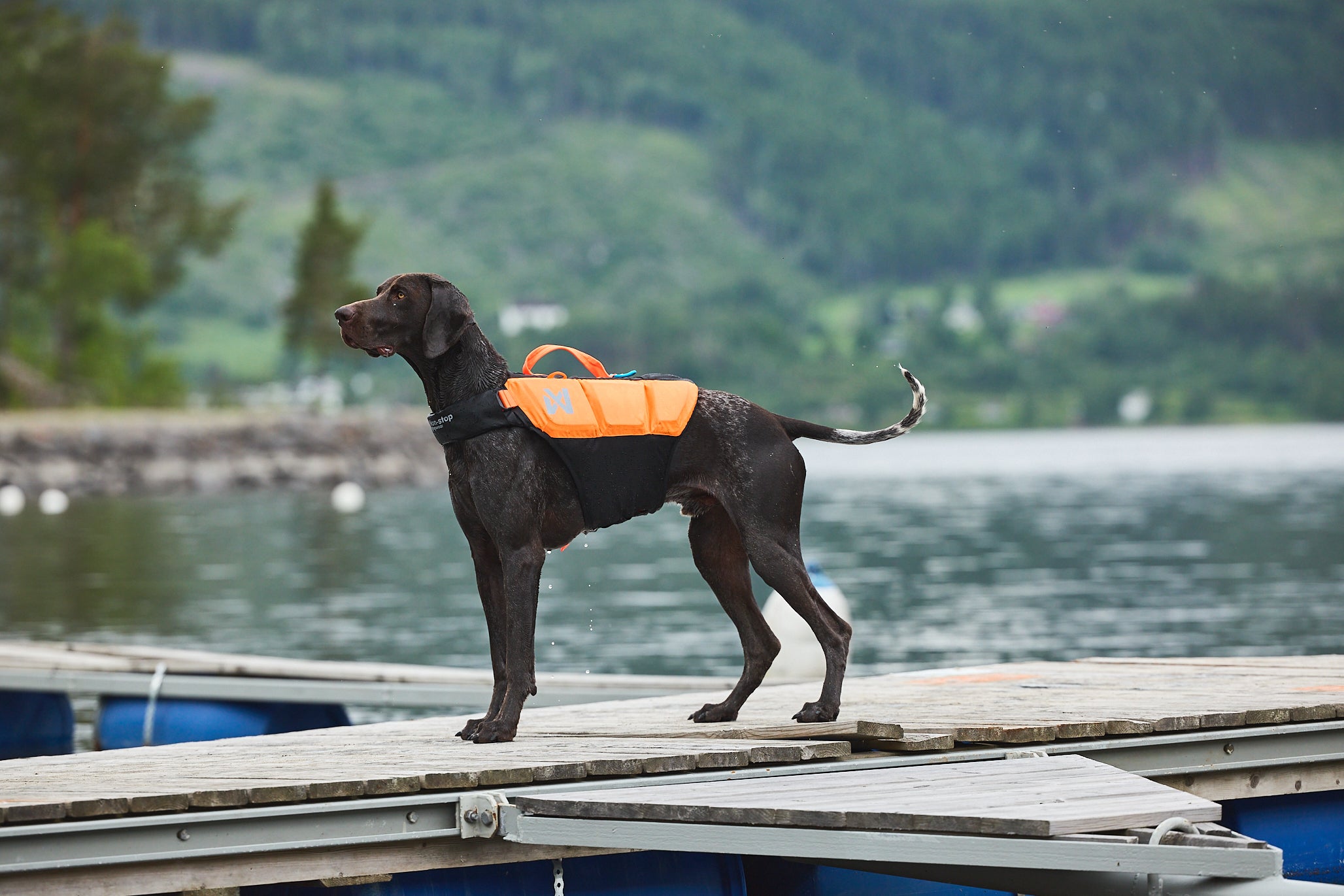 Protector life jacket - Redningsvest til hund