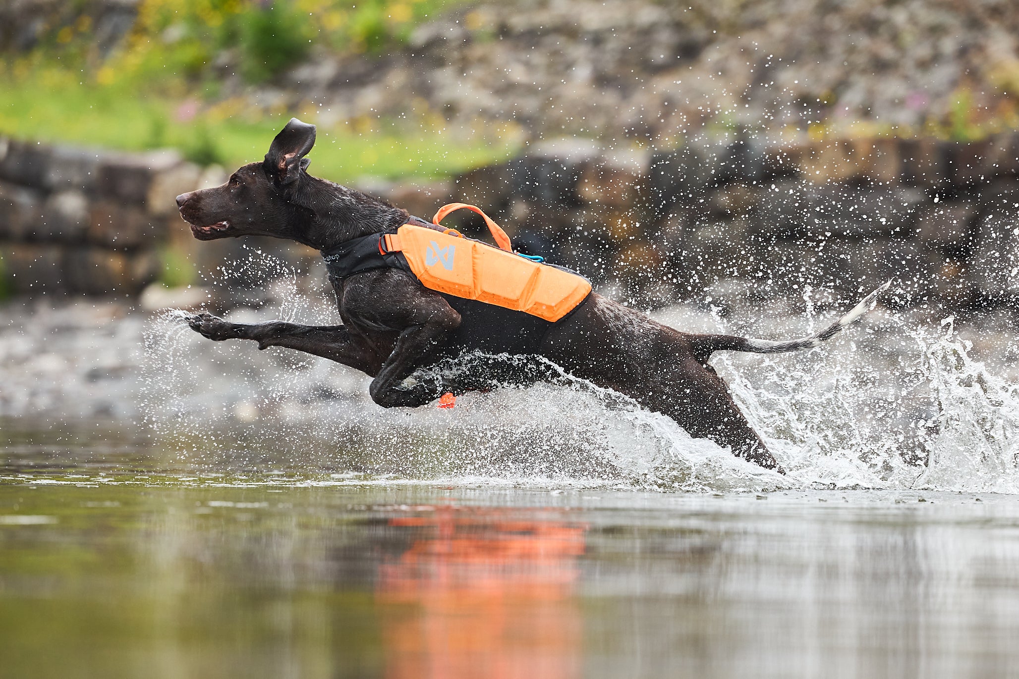 Protector life jacket - Redningsvest til hund